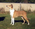 BH, Mighty´s Spring Meadow Mai Myfanwy